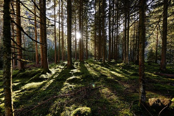 Forest impression