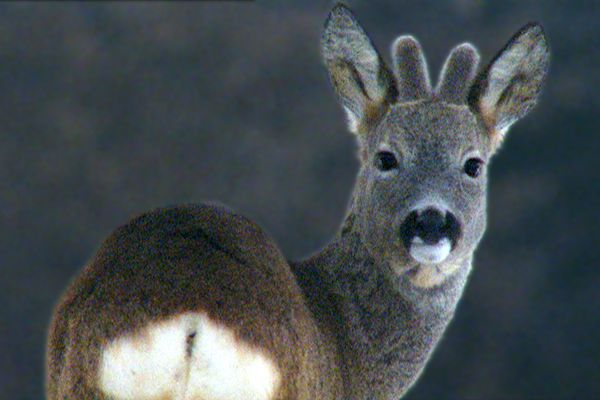 Roebuck