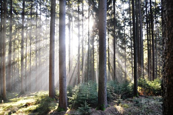 Forest with old stands and natural regeneration