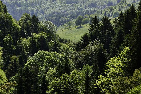 Forest impression - Different types of trees in a forest