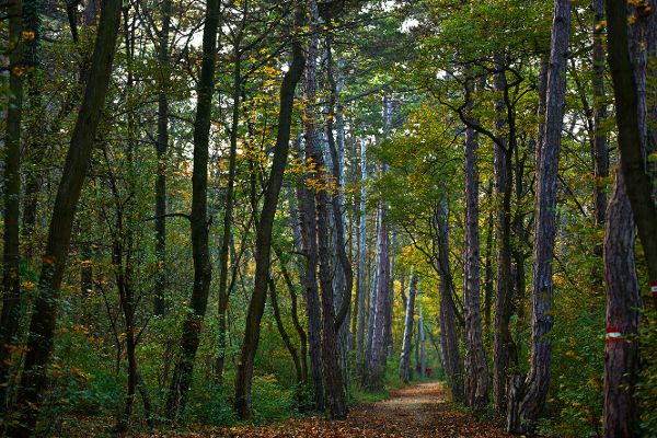 Forest impressions