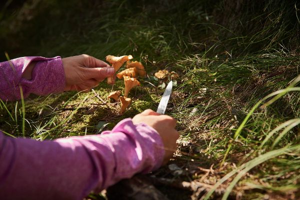 Chanterelles