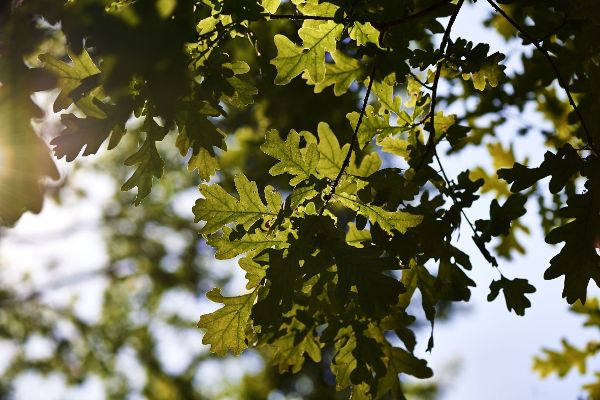 Forest impression - close up of leaves of a tree