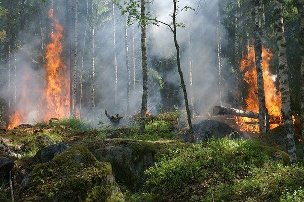 Forest fire