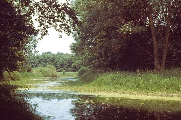 Thaya floodplains