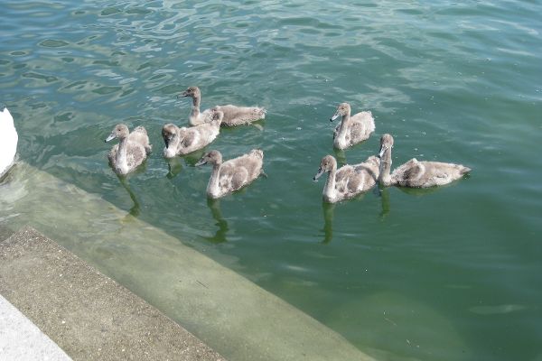 Young swans