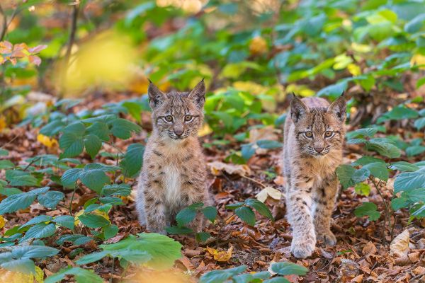 Luchsjunge im Wald