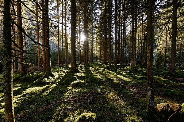 Bäume, die Sonne scheint zwischen den Bäumen durch
