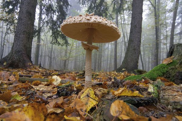 Parasol