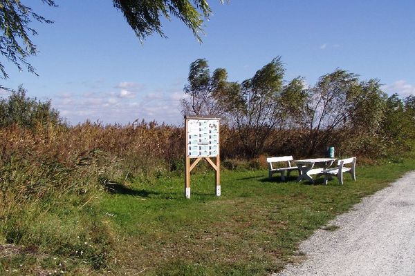 Schilflehrpfad in Purbach am See