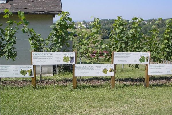 Weinlehrpfad Rechnitz