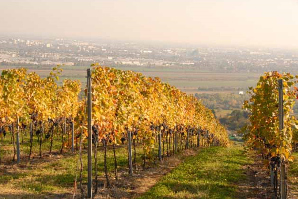 Weinberge am Bisamberg