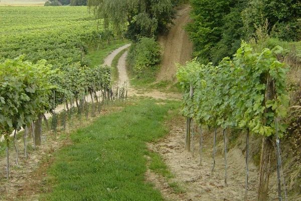 Weinlehrpfad Traismauer