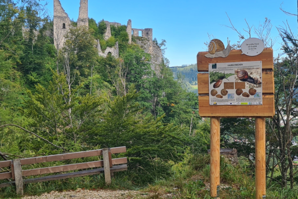 Lehrpfad Den Schnecken auf der Spur mit Blick auf Burgruine Scharnstein