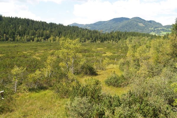 Dürnberger Moor