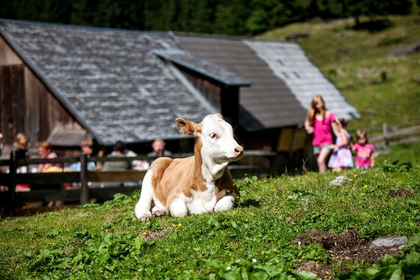 Planneralm 