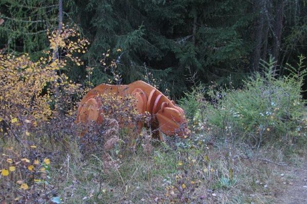 Wildtieren auf der Spur