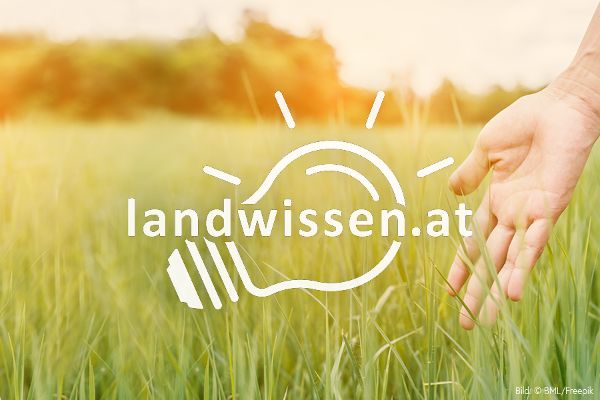Hand berührt Gras und Glühbirne