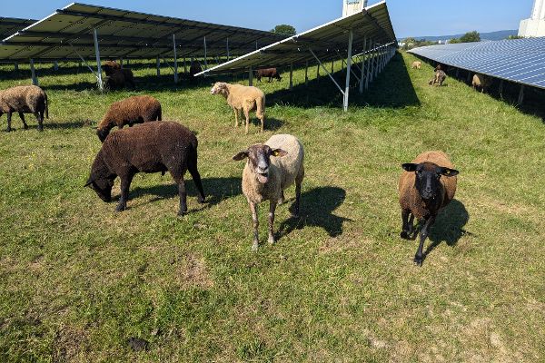 Schafe unter Solarmodulen