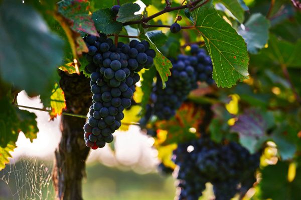 Weinreibe