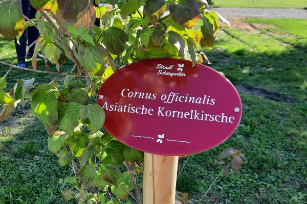 Kornelkrische