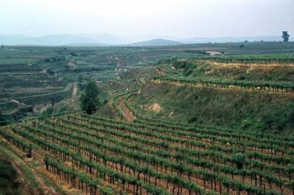Lößterassen eignen sich besonders für den Weinbau