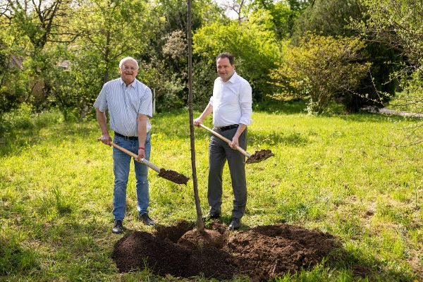Gerhard Heilingbrunner und Norbert Totschnig beim Einsetzen eines Mehlbeerbaums
