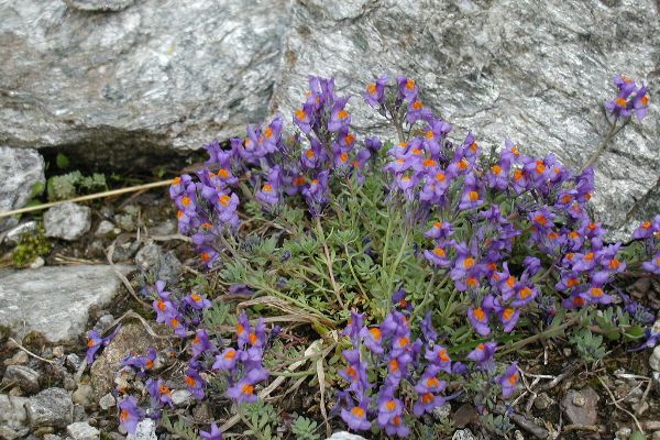 Alpen-Leinkraut (Linaria alpina)