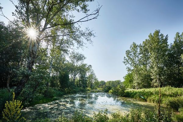 Flusslandschaft bei Altenwörth