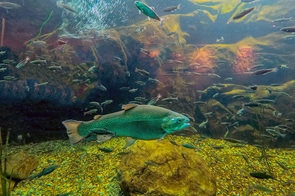 Unterwasserleben