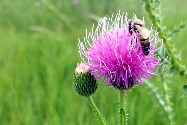 Biene auf einer Distel