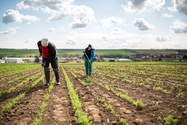 Eine Landarbeitein und ein Landarbeiter arbeiten auf dem Feld