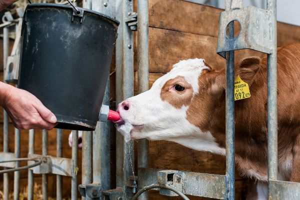 Kalb bei Fütterung