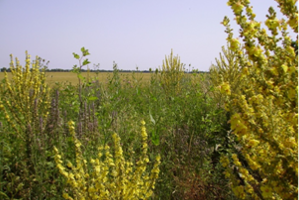 Wildkräuter in Blütenstreifen