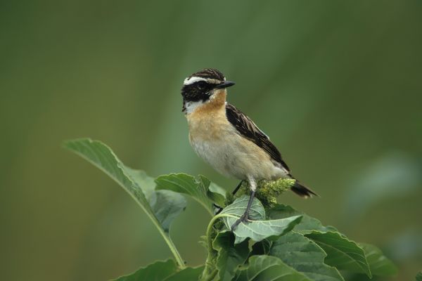 Braunkelchen