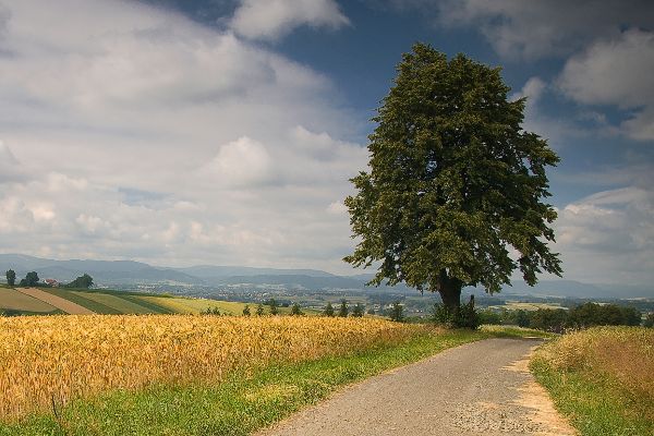 Landschaftsaufnahme mit Feldstraße
