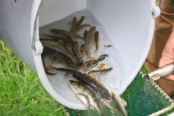 Fische in einem Kübel