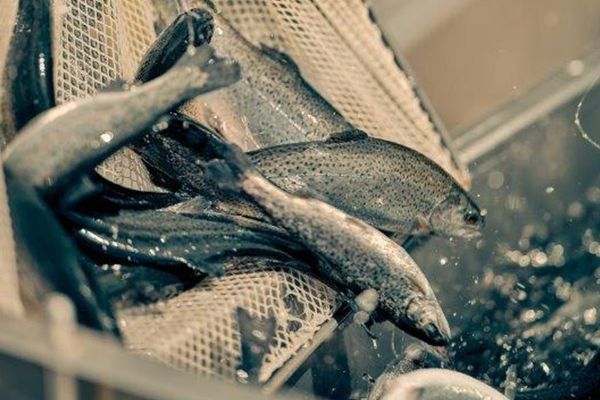 Fische im Netz