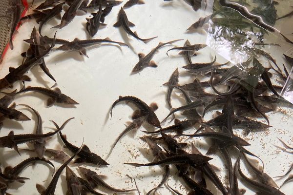 Fische