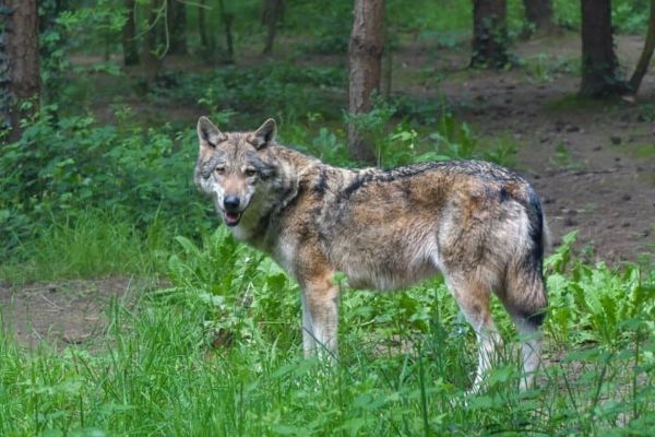 Wolf