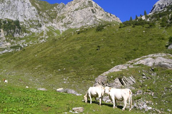 Kühe auf der Weide
