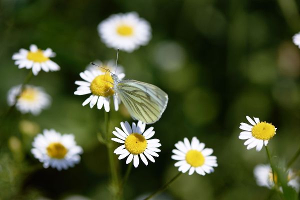 Kamillenblüten und Schmetterling