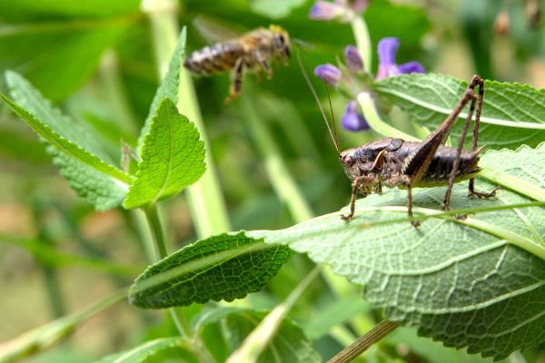 Insekten im Wiesensalbei