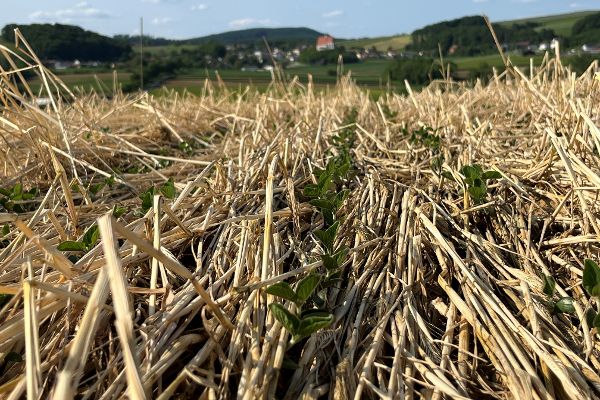 Soja Keimlinge ragen Ende Mai durch eine Stroh-Mulchdecke