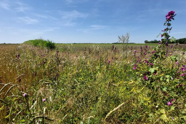 Biodiversitätsflächen