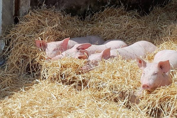 In der Sonne liegende Schweine auf reichlich Stroh gebettet.