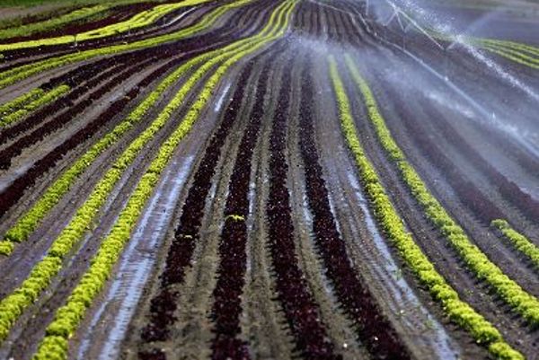 ein Feld, mehrere Reihen Salat, Region ist Marchfeld