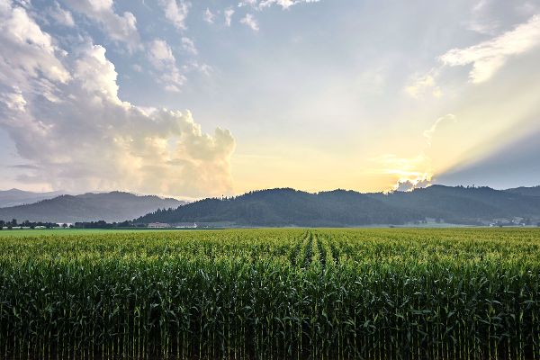 Maisfeld bei Judenburg