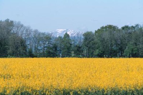 Blühendes Rapsfeld