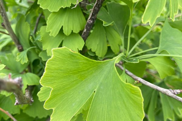 Ginkgo Blatt